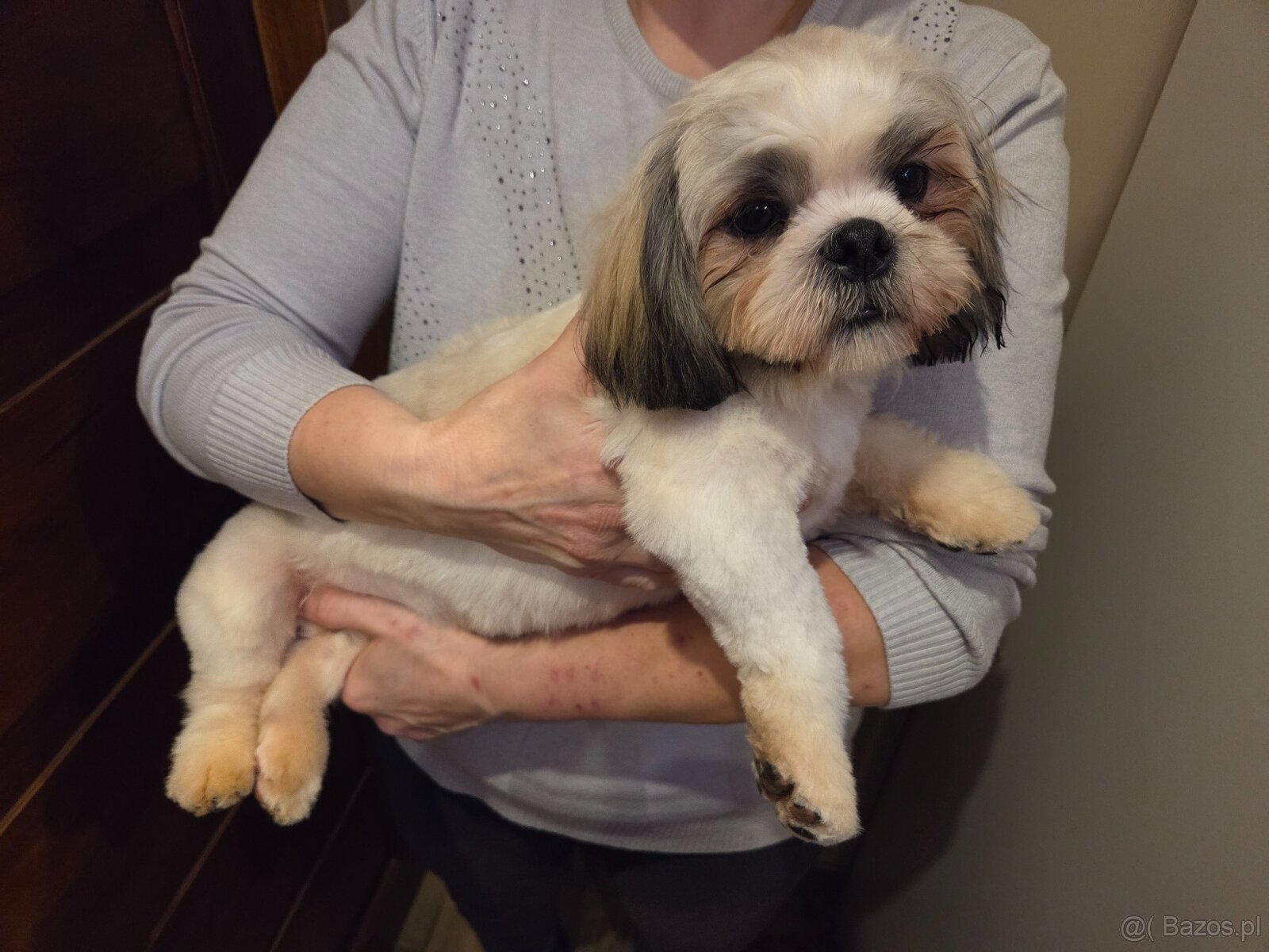 Szczeniaki shih-tzu - 3