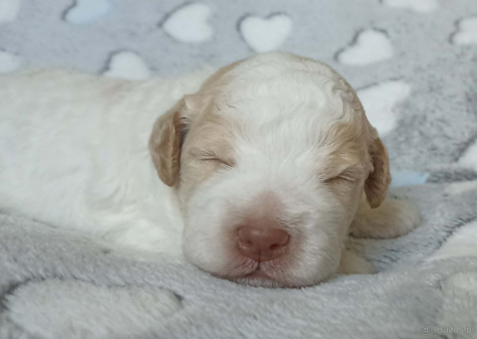 Lagotto Romagnolo, piękne szczenięta ZKwP/FCI - 3