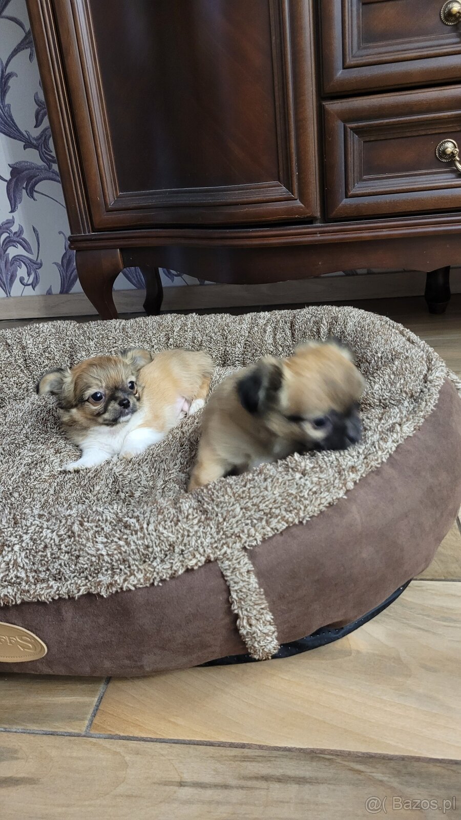 Szczenięta Chihuahua - 3