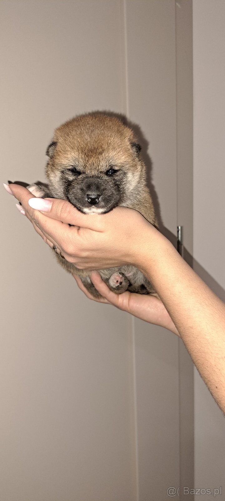 Szczenięta Shiba Inu Fci - 3