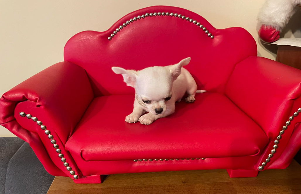 Chihuahua śliczny biały piesek - 3