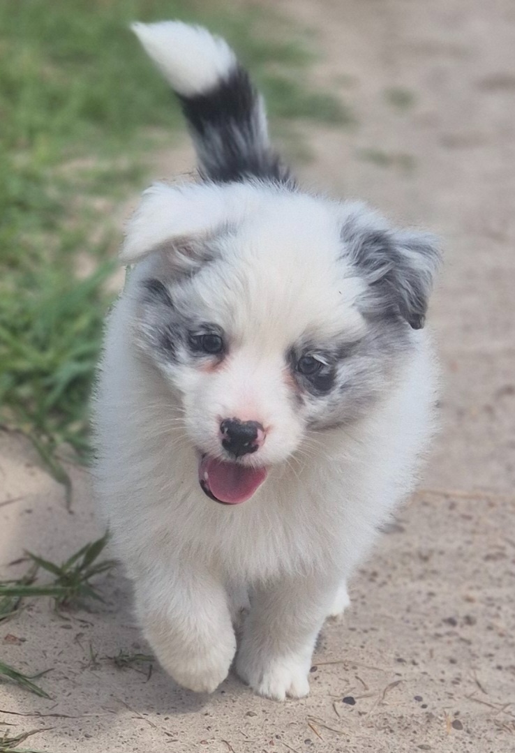 Border collie ZKwP - 3