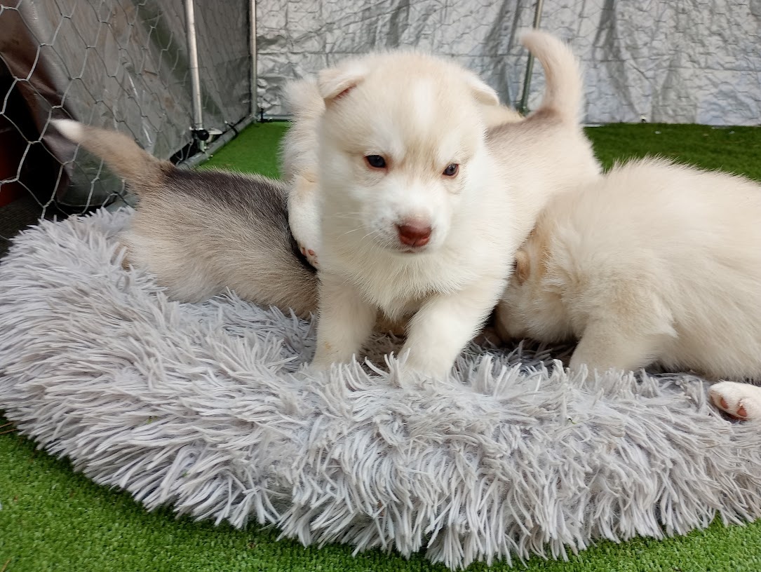 Siberian husky - 3