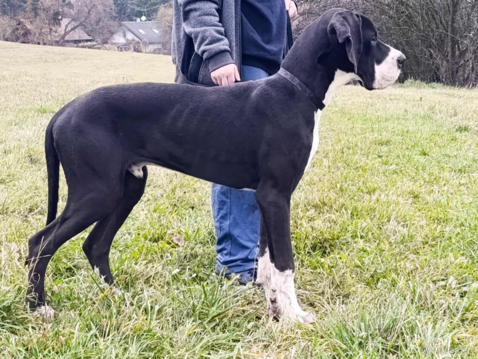 Dog niemiecki z rodowodem - 3