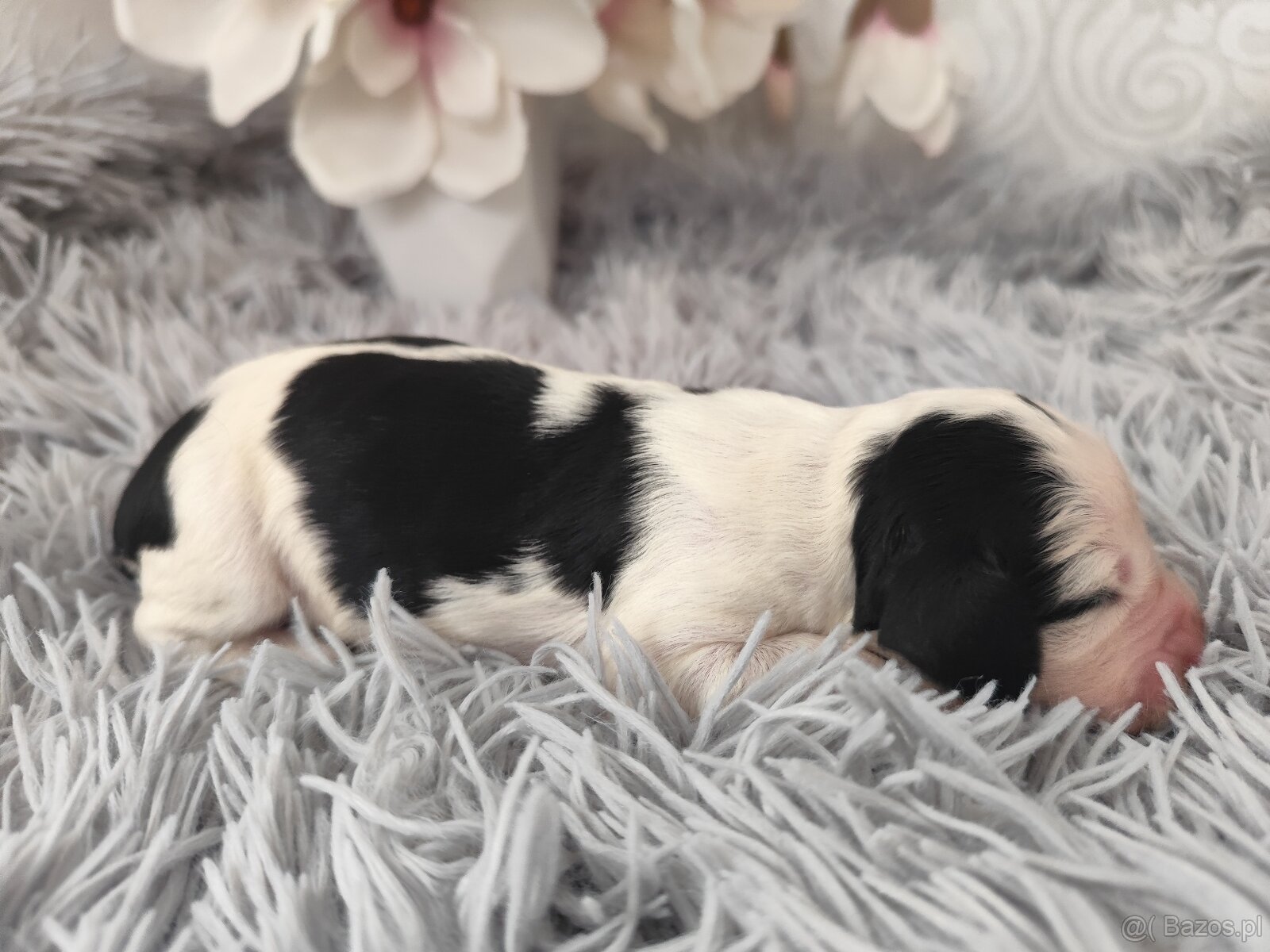 Springer spaniel angielski FCI - 3