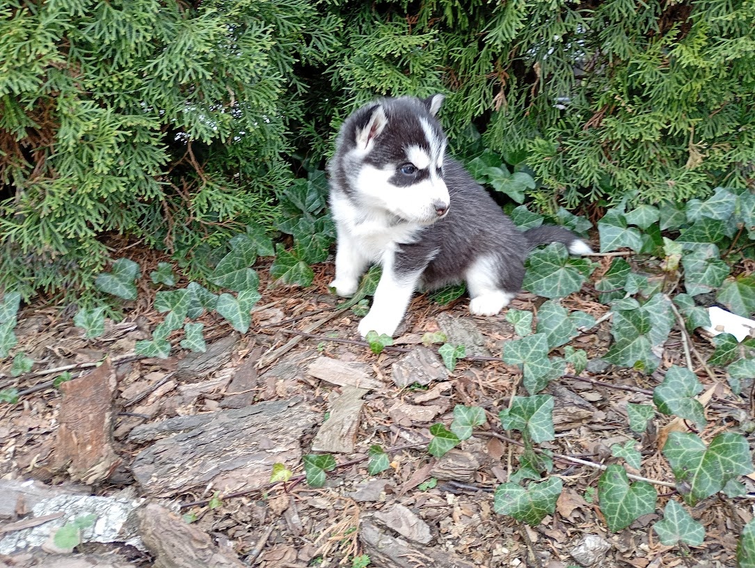 Siberian husky girl - 3