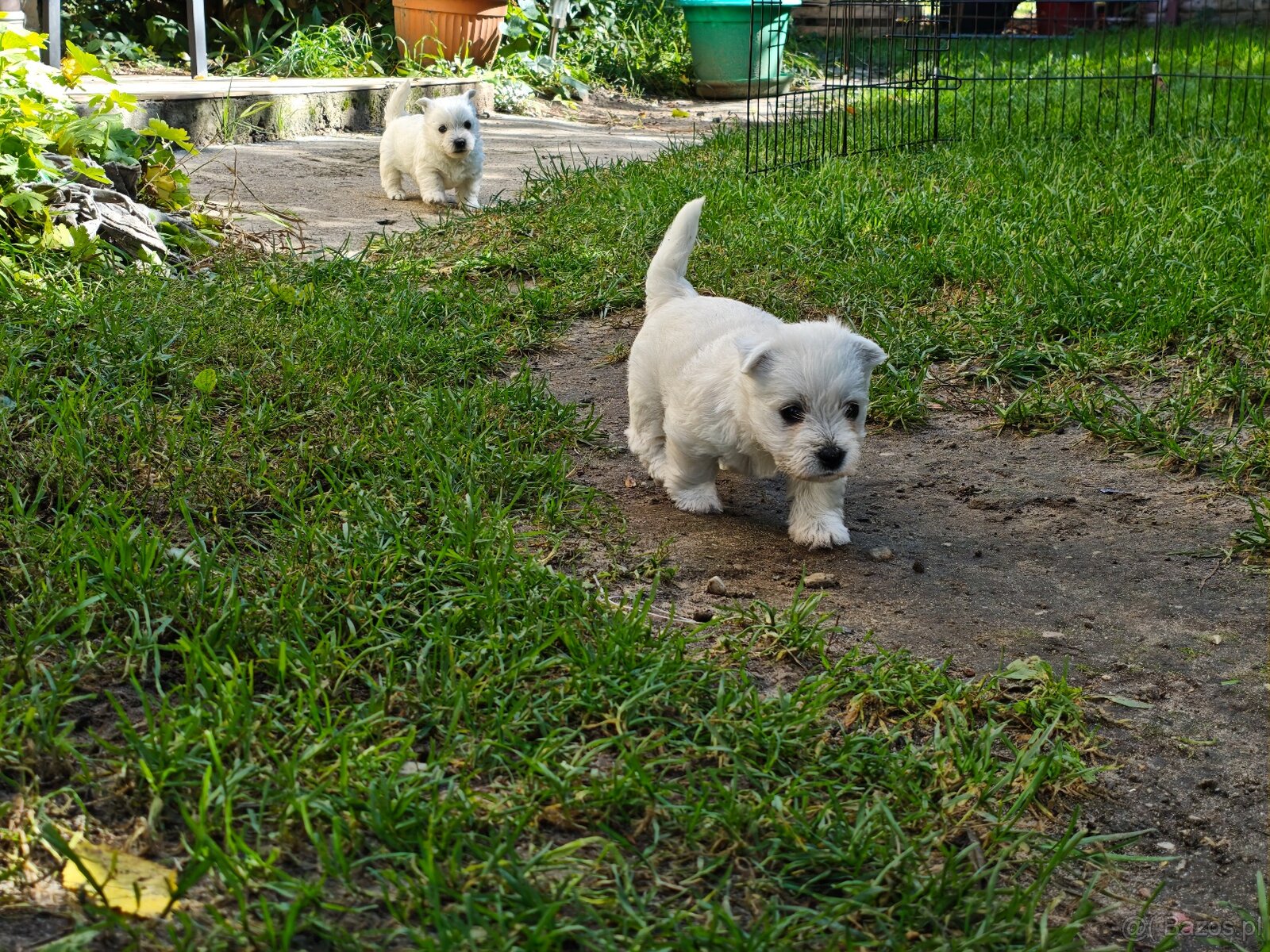 Szczenięta West Highland White Terrier - 3