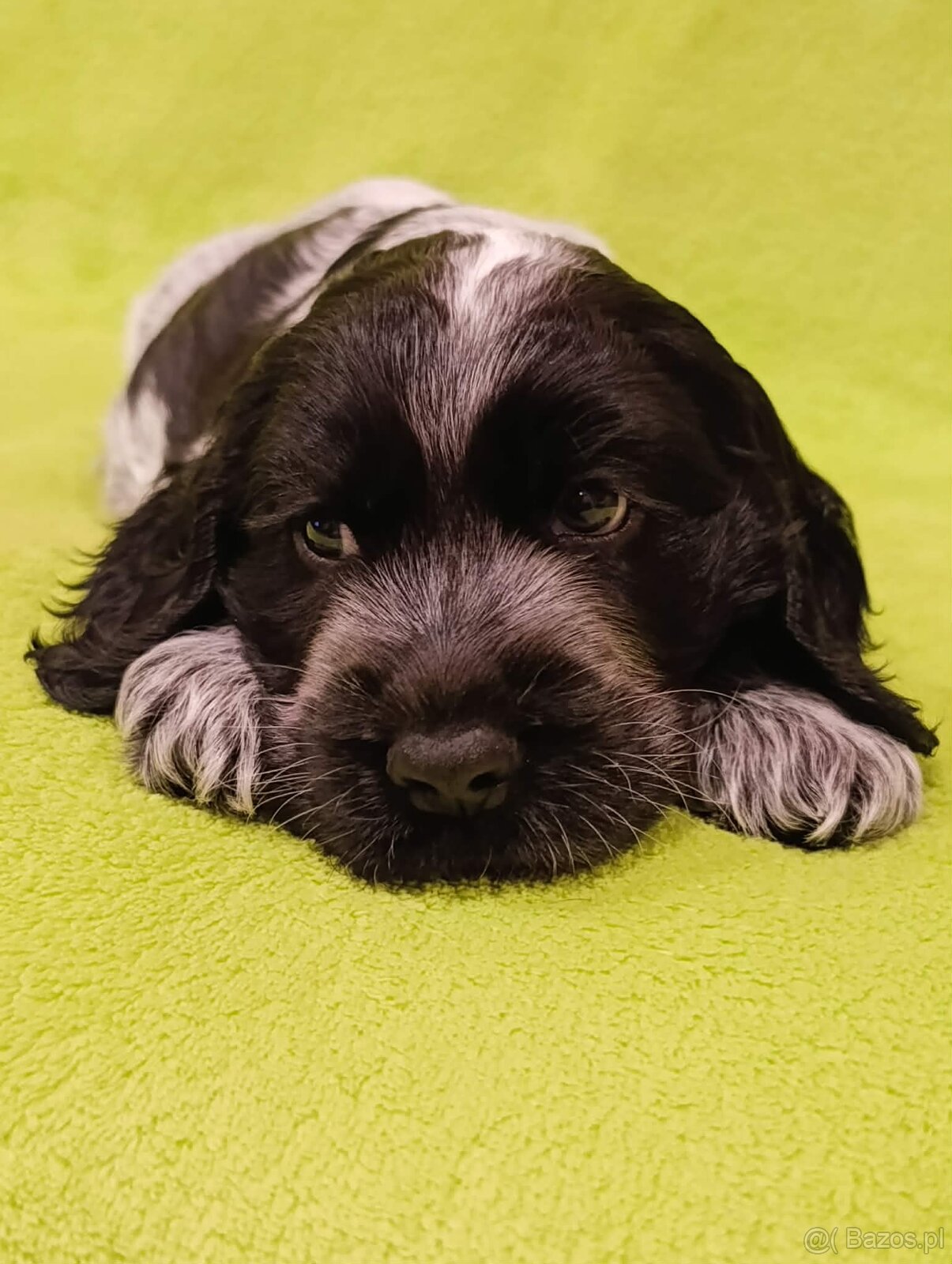 Cocker spaniel angielski - 3