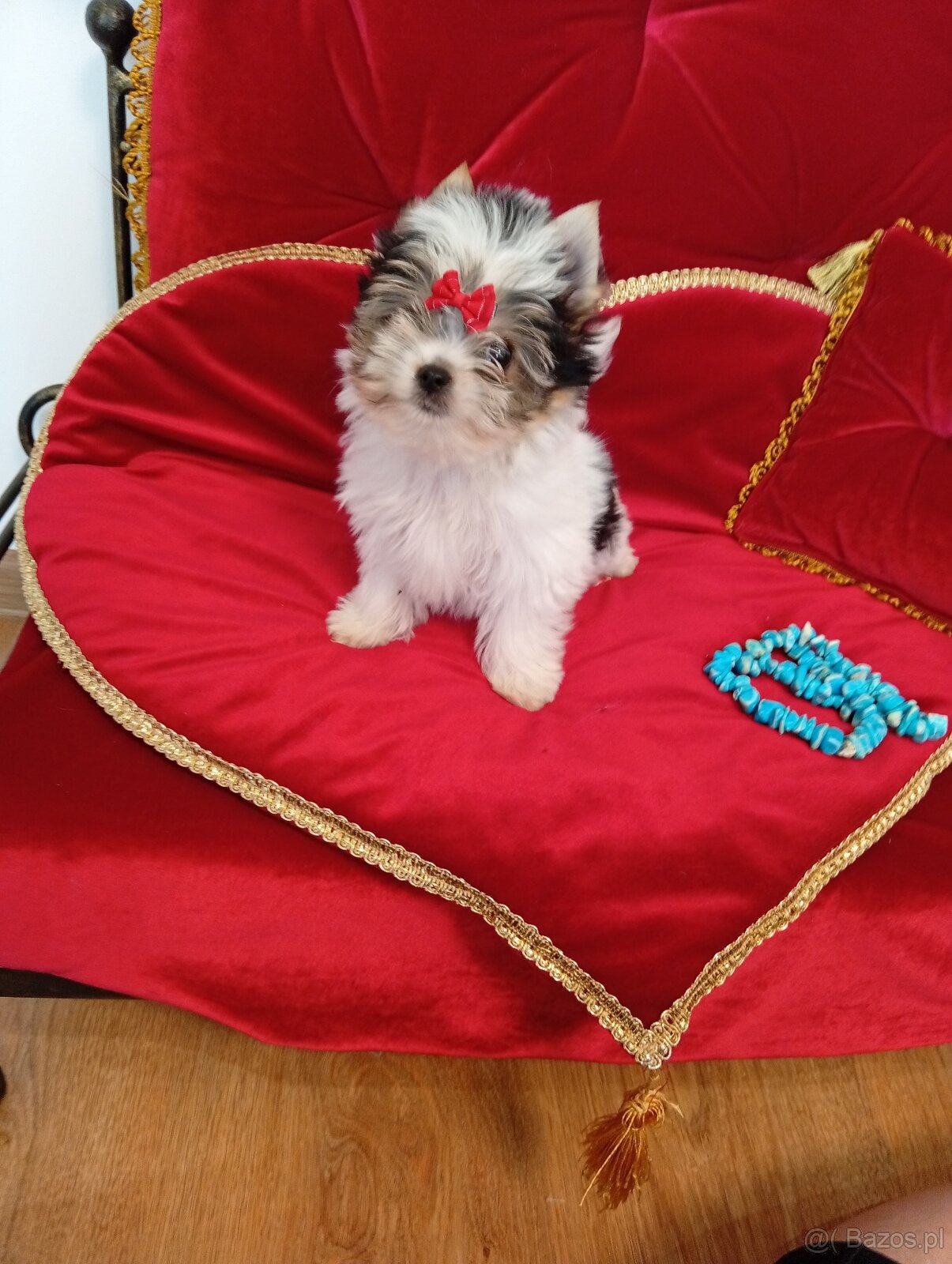 Mini suczka z metryką ZKwP/ FCI Biewer Yorkshire terrier. - 3