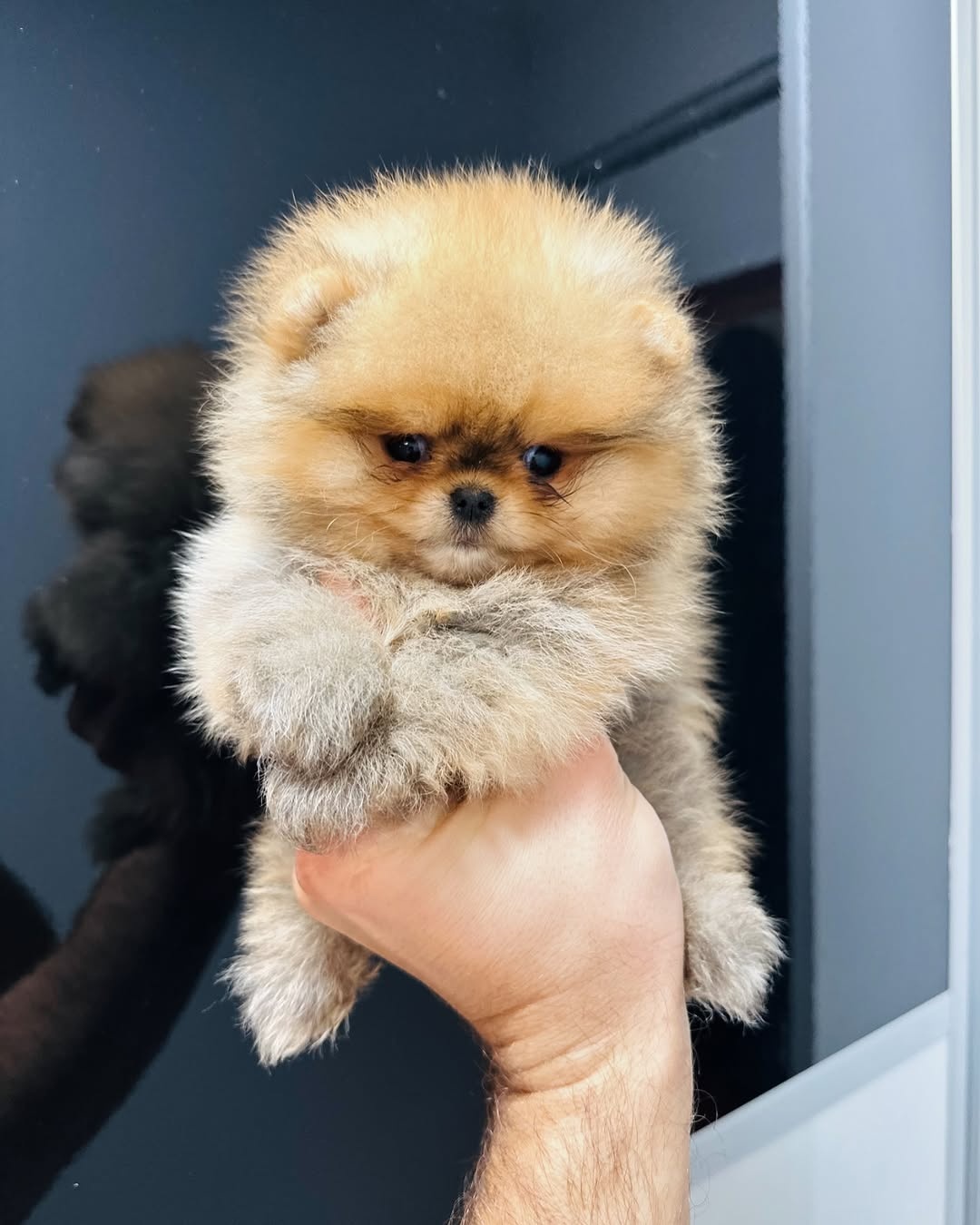 Szczenięta pomeraniana na sprzedaż - 3