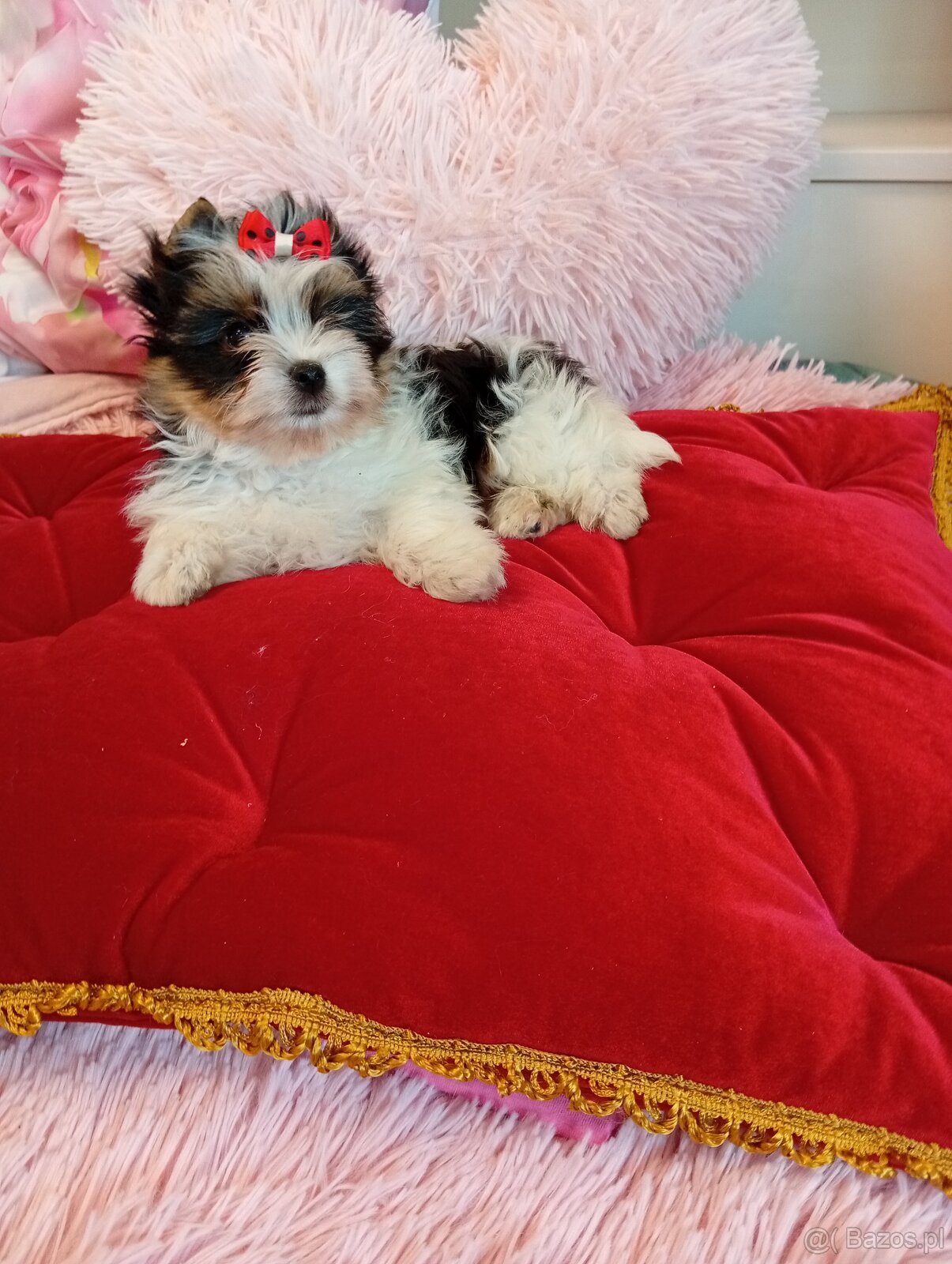Samczyk z metryką ZKwP/FCI Biewer Yorkshire terrier - 3