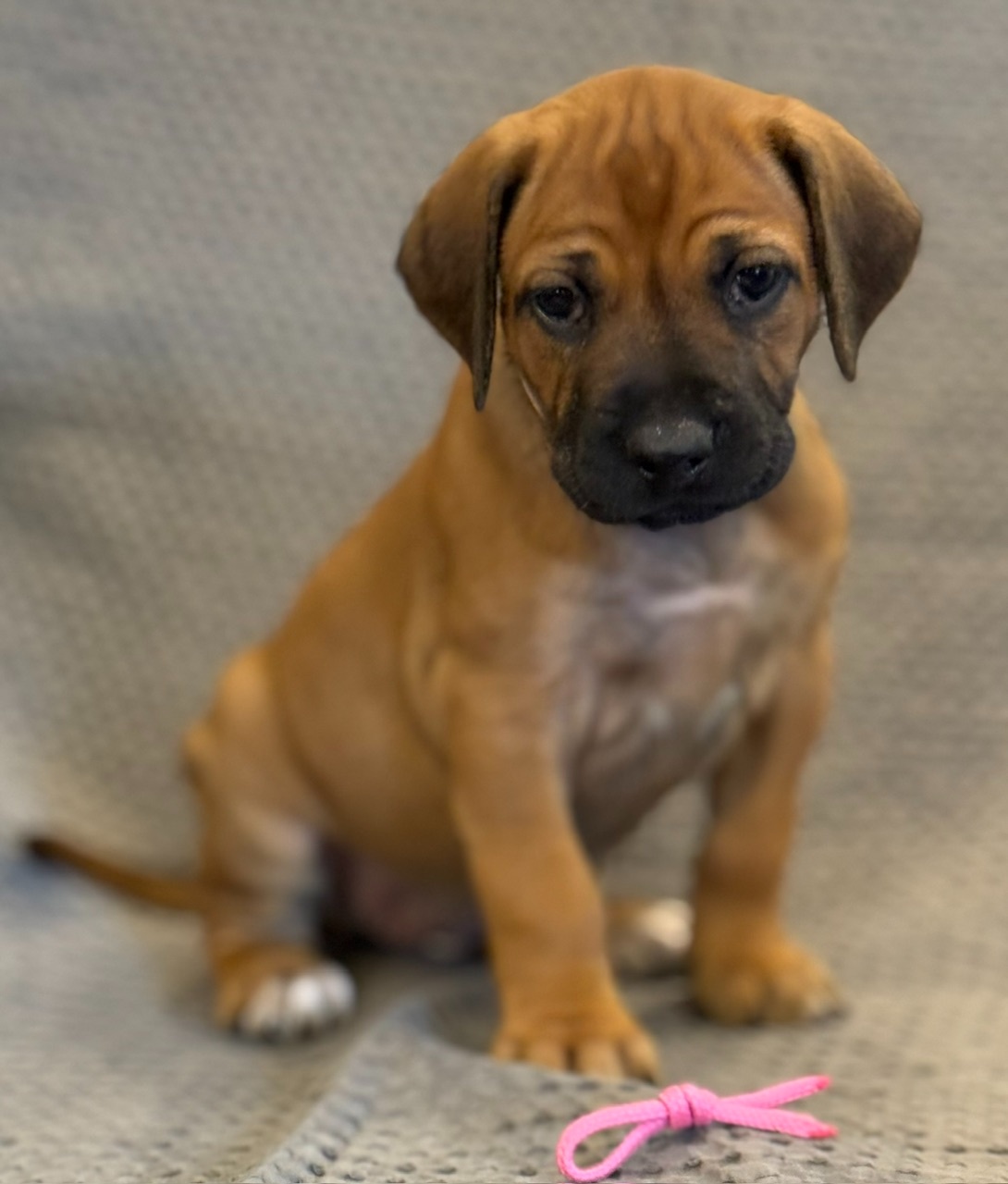 Rhodesian ridgeback - 3