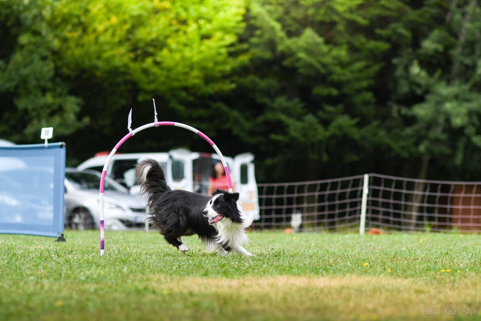 Border collie - 3