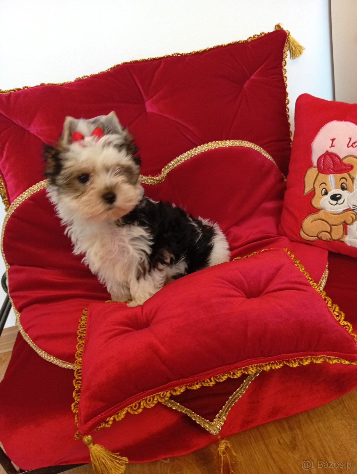Suczka Coffi z metryką ZKwP/ FCI.Biewer Yorkshire terrier - 3