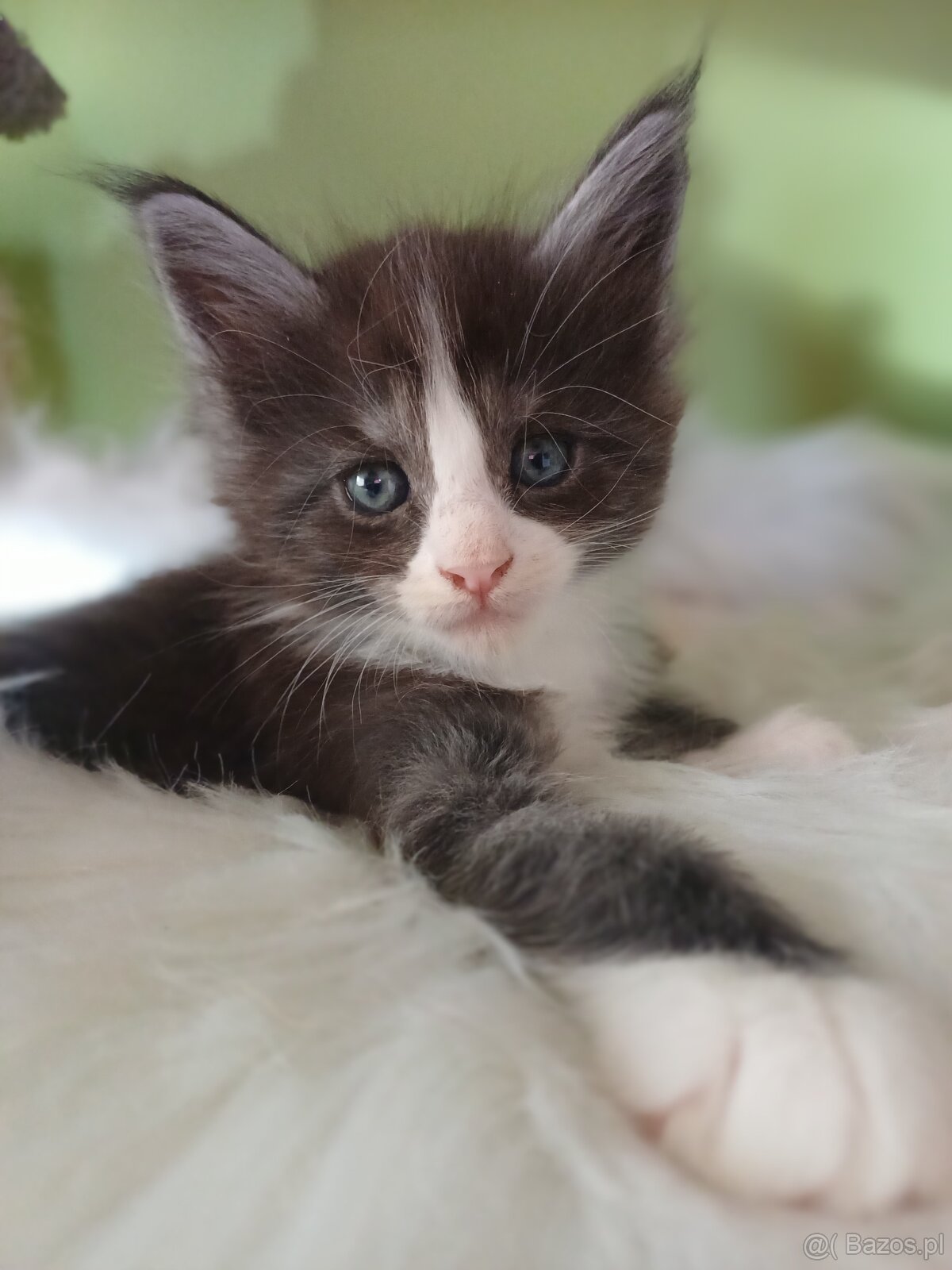 Maine Coon kocurek rodowód fpl - 3