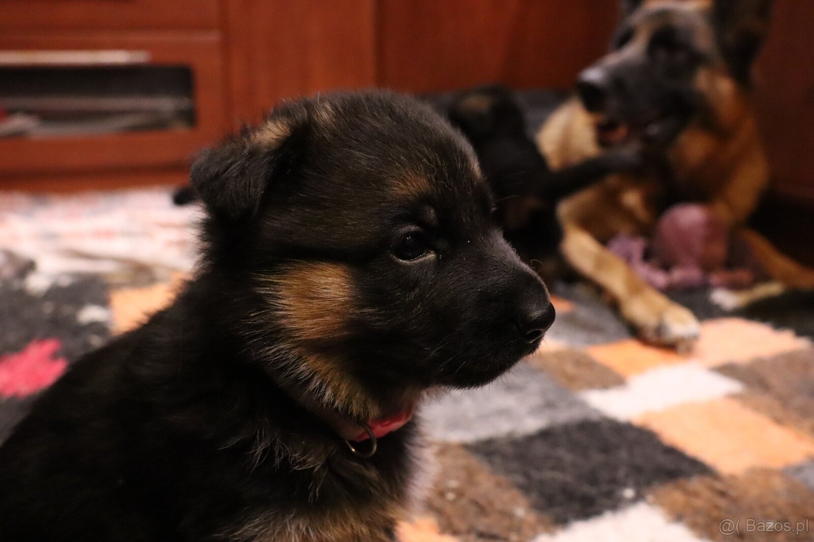 NĚMECKÝ OVČÁK S PP - FROM CZECH REP. OLOMOUC - 3