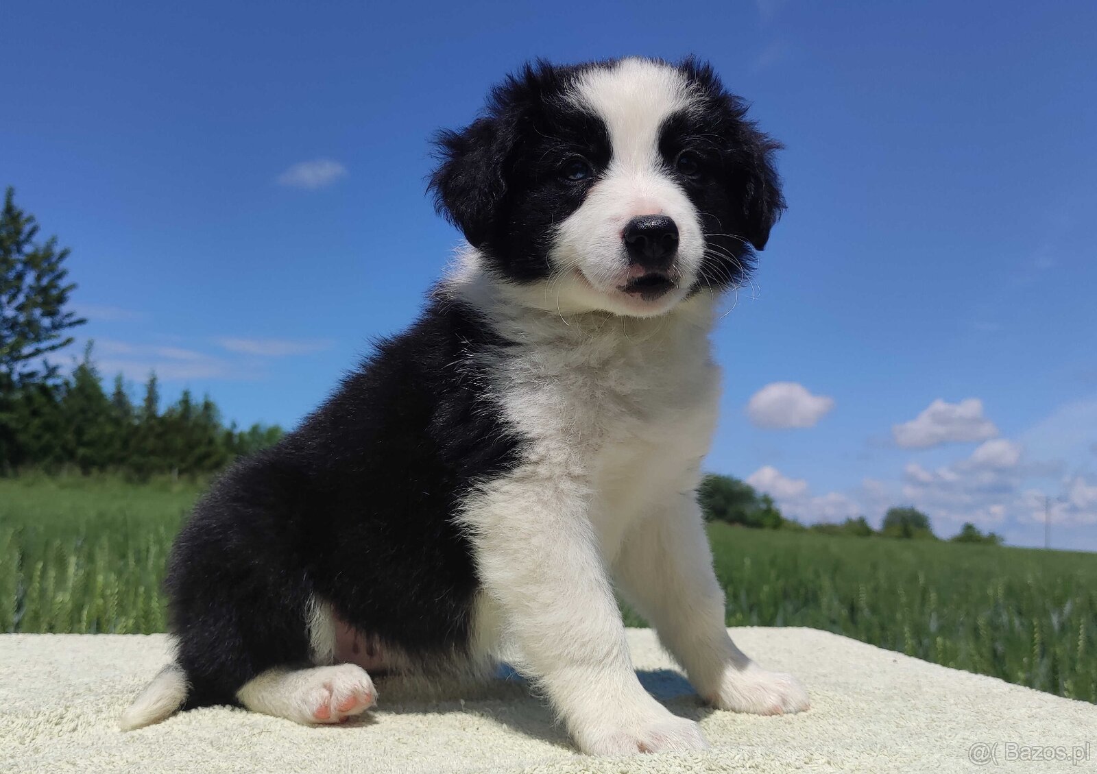 Piękna rasowa suczka - Border Collie z pełną dok. - 3