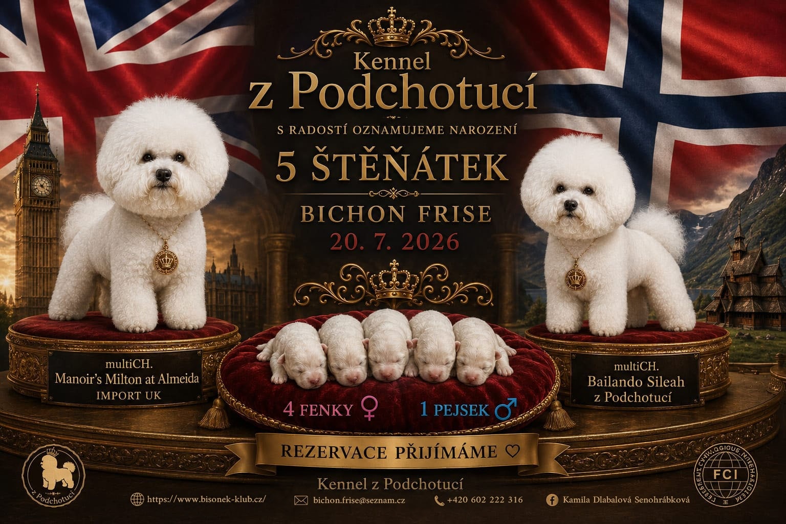 Bichon frise s PP - 3