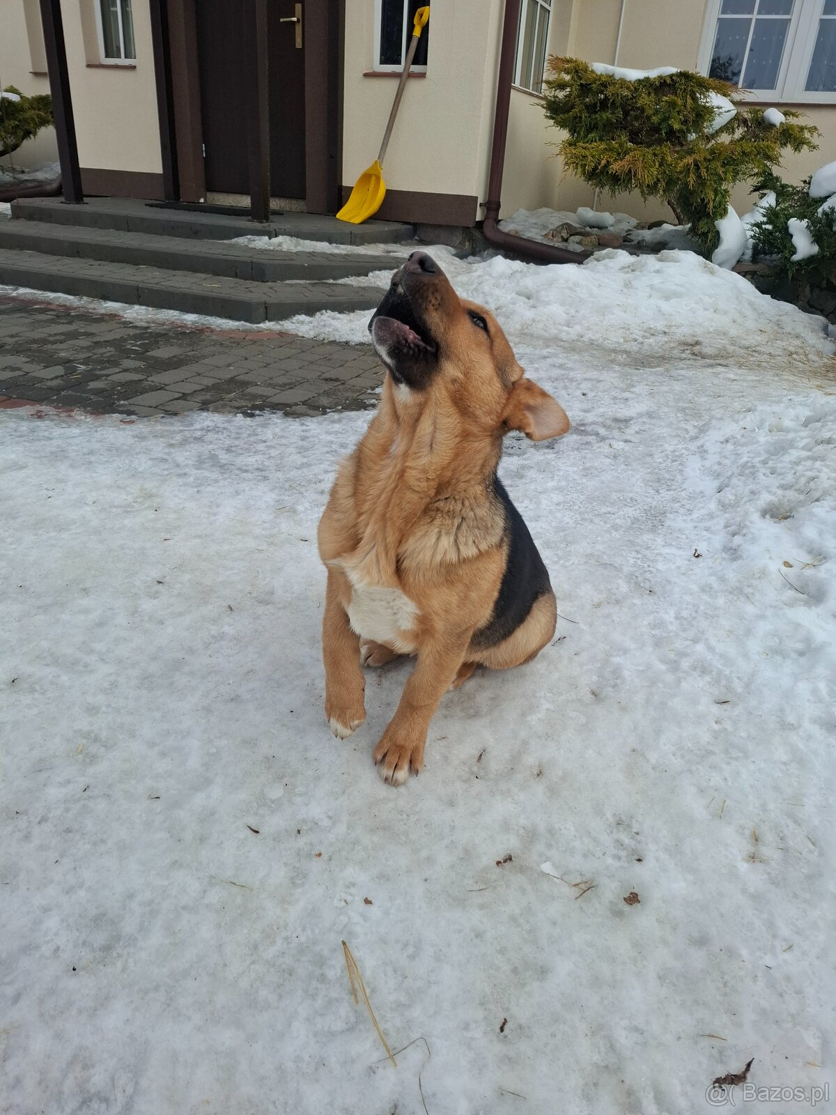 Oddam suczkę cztery miesiące - 3