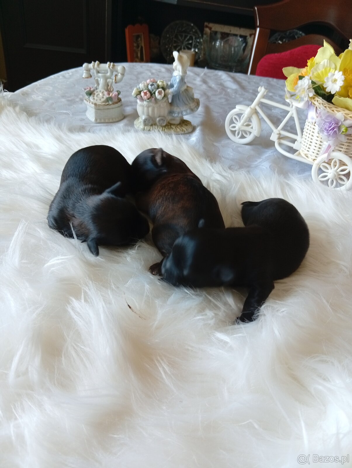 Mini suczka Black Yorkshire terrier,nie biewer. - 3