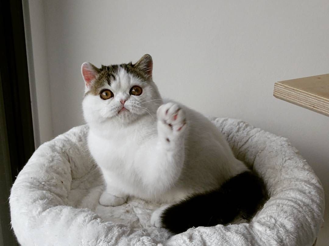 Kocięta egzotyczne krótkowłose na sprzedaż - 3