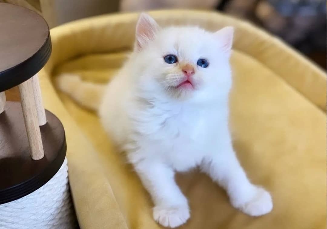 Dostępne kocięta Ragdoll i Maine Coon - 3