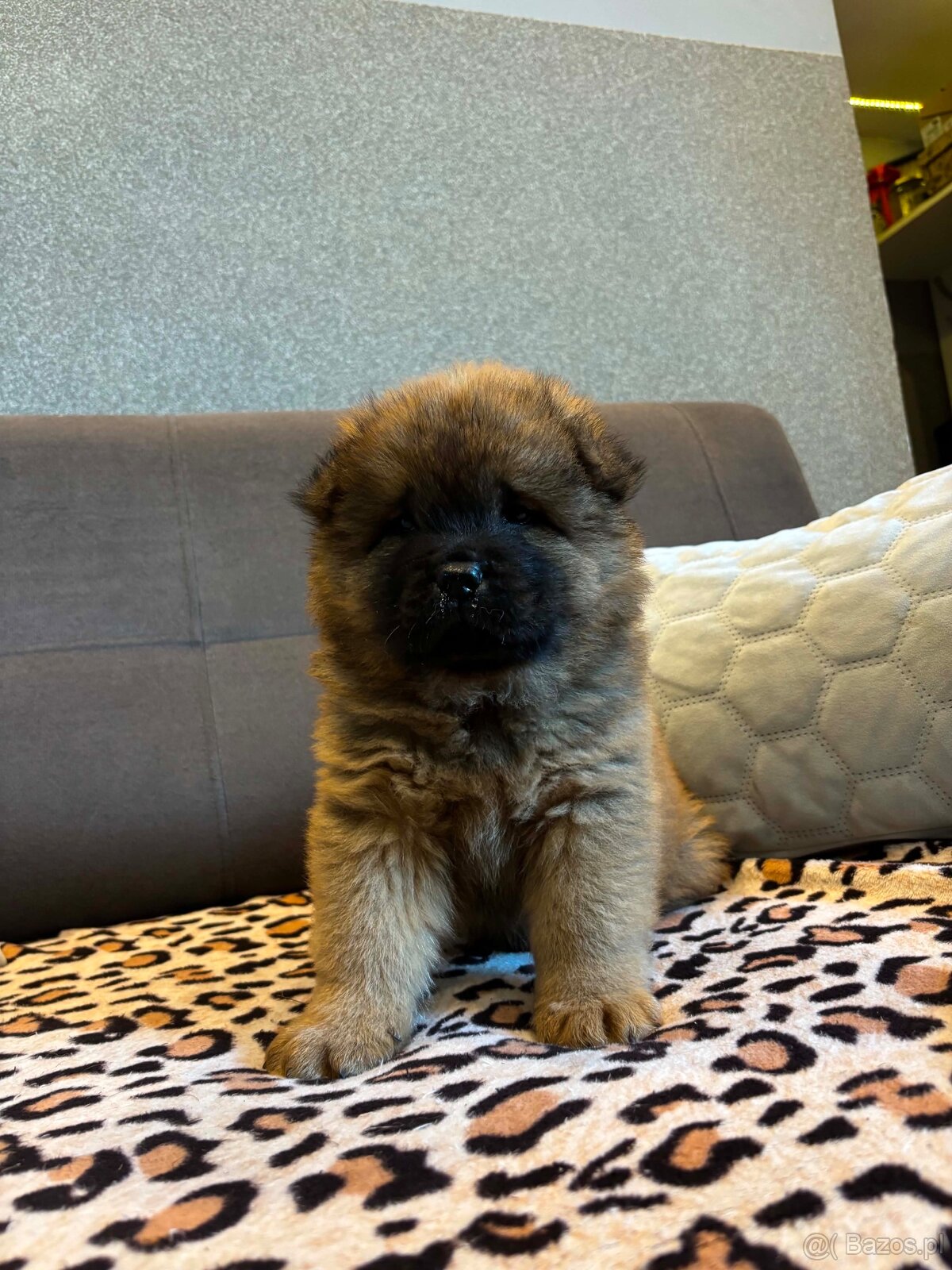 Chow Chow - 3