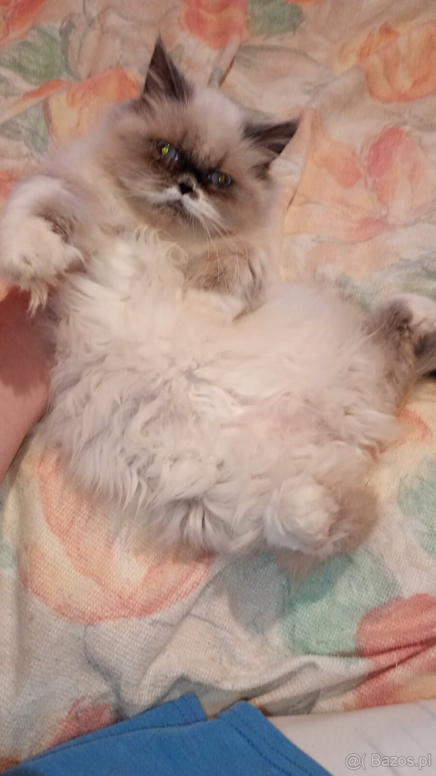 Kotka kocięta persiki. - 3