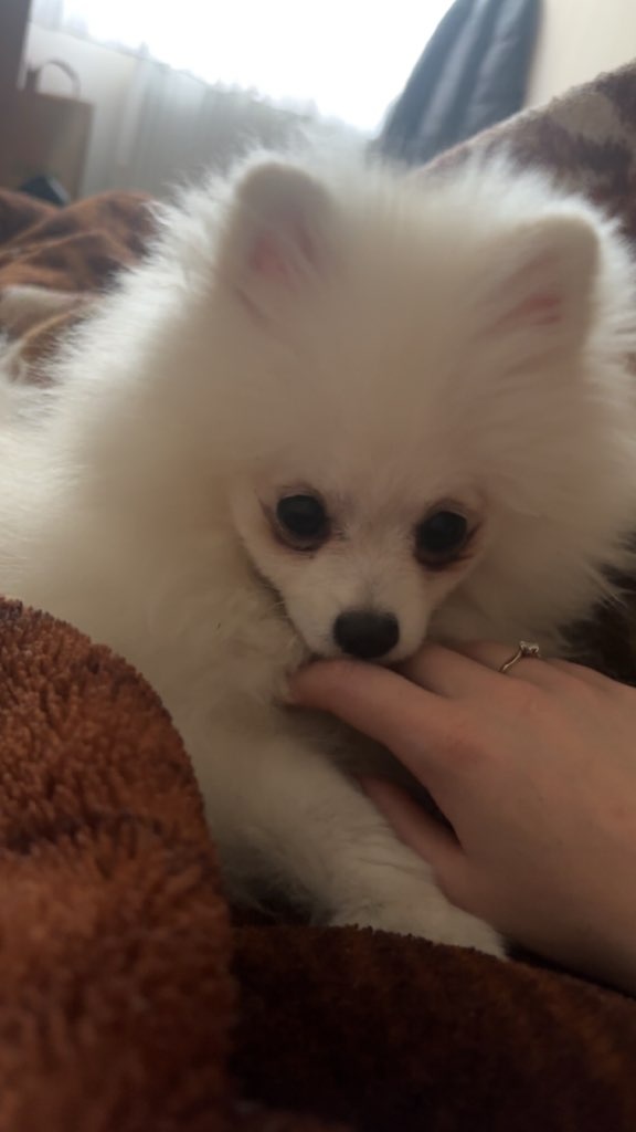 Szpic miniaturowy - 3