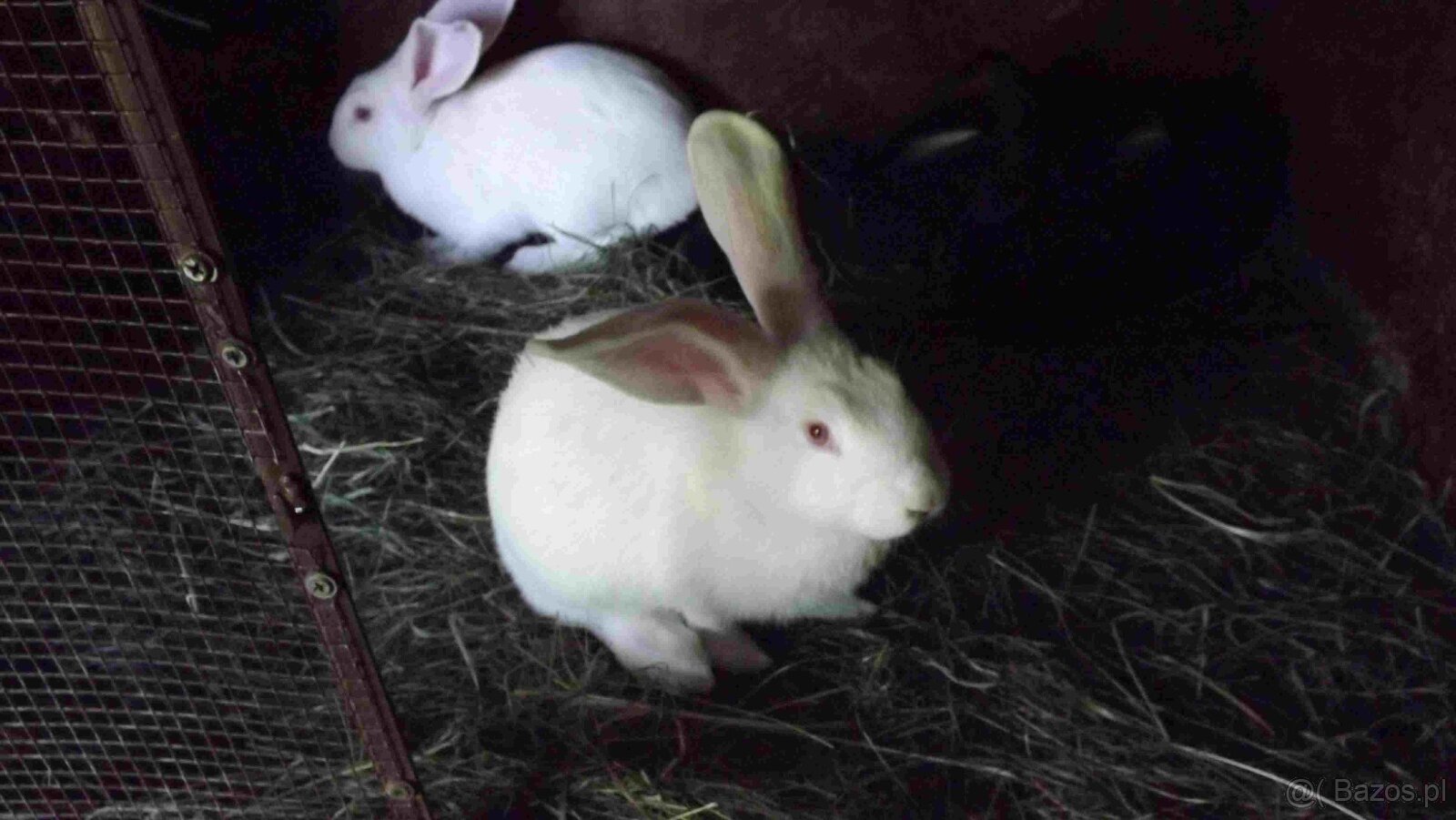 sprzedam króliki - 3