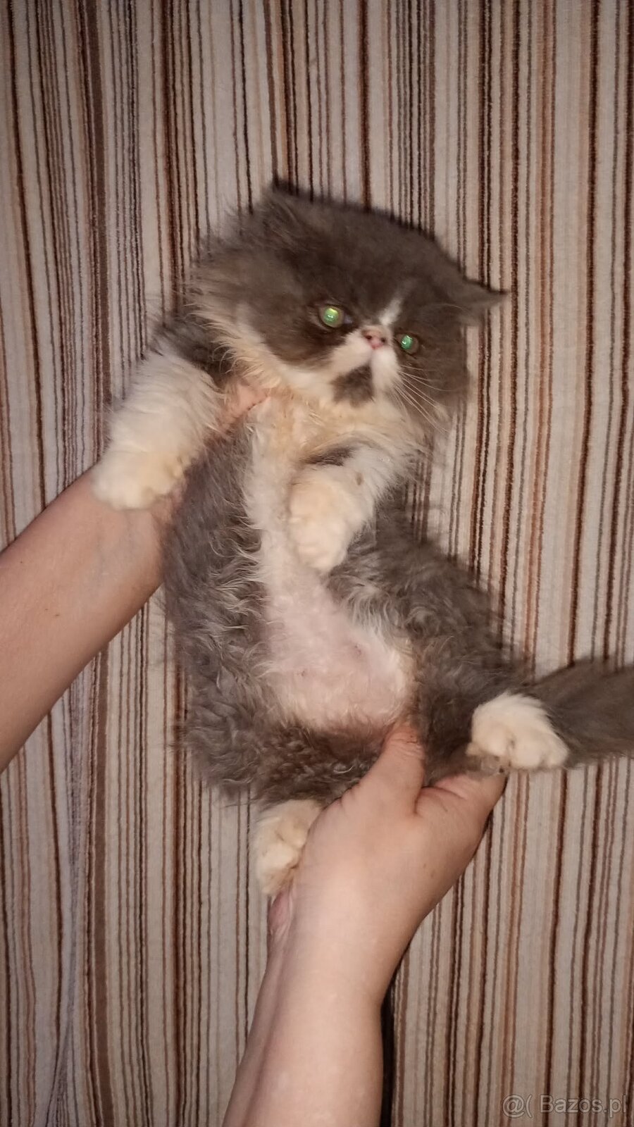 Kotek kocięta persiki. - 3