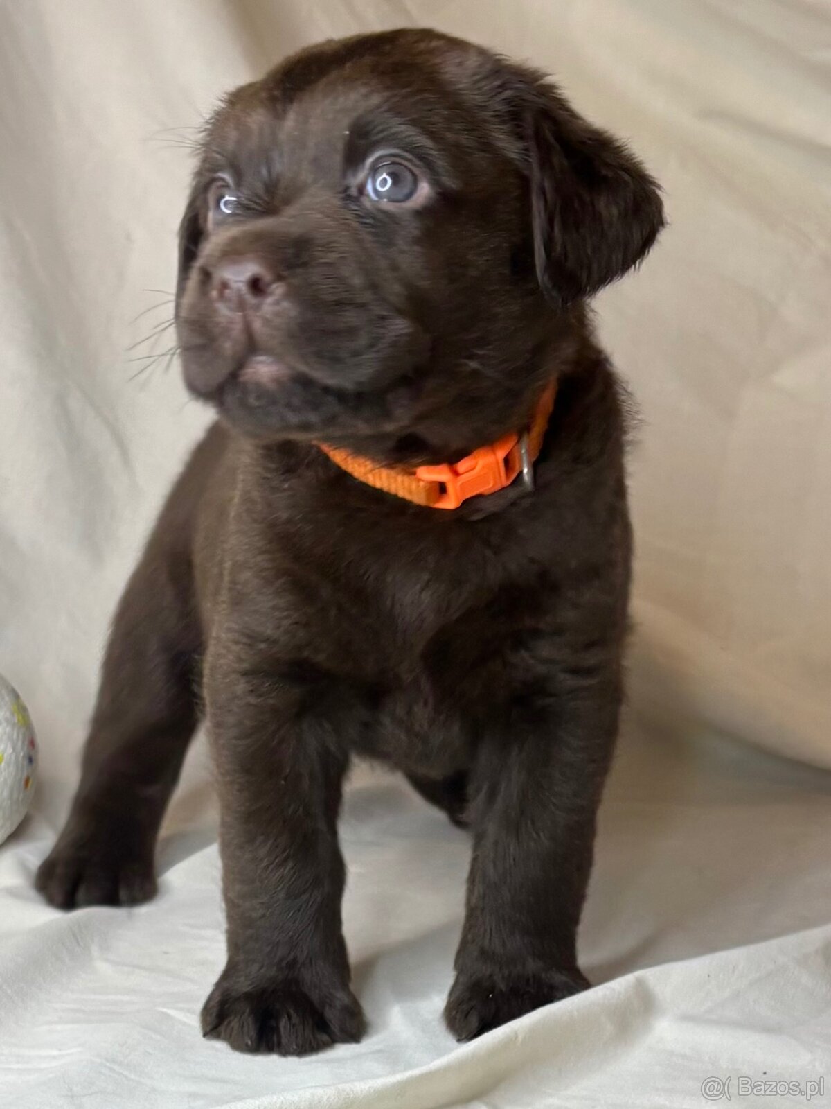Labrador czekoladowy szczenię - 3