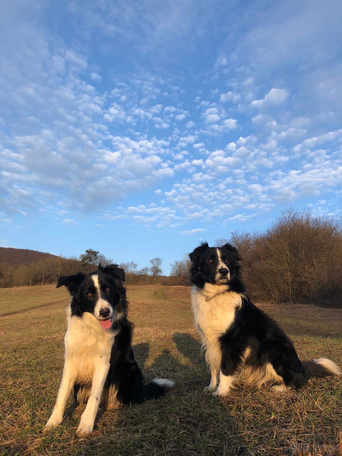 Border Collie - 3