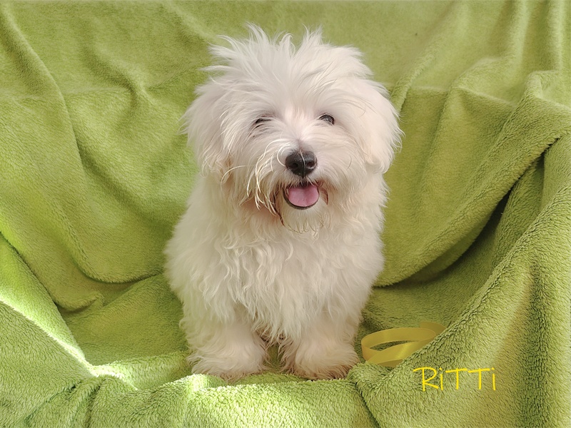 SAMIEC biały piesek Coton De Tulear szczenię ZHPR UCI Kraków - 3