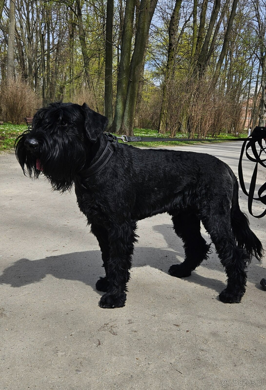 Sznaucer Olbrzym czarny reproduktor krycie - 3