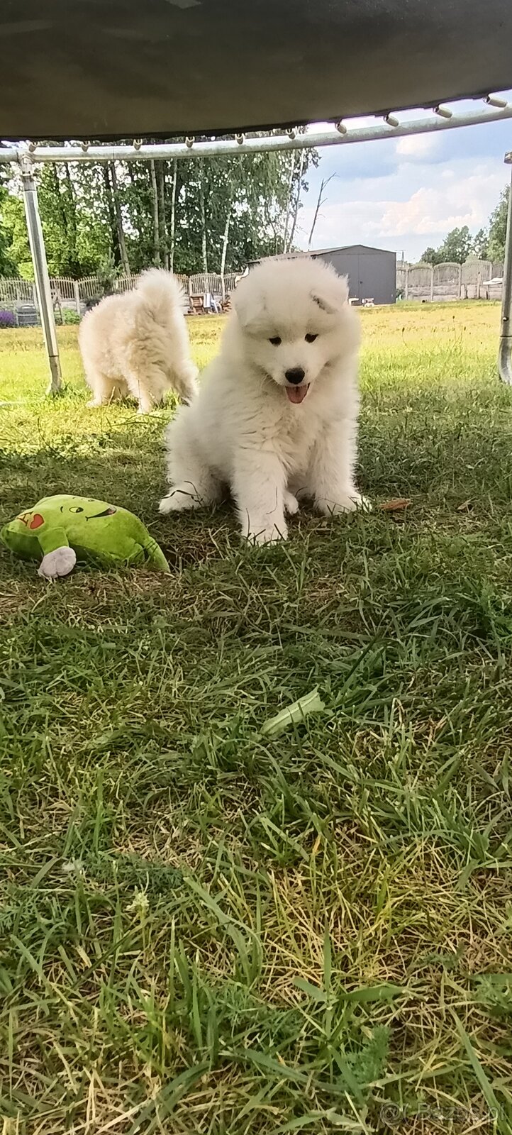 Samoyed- szczeniaki - 3