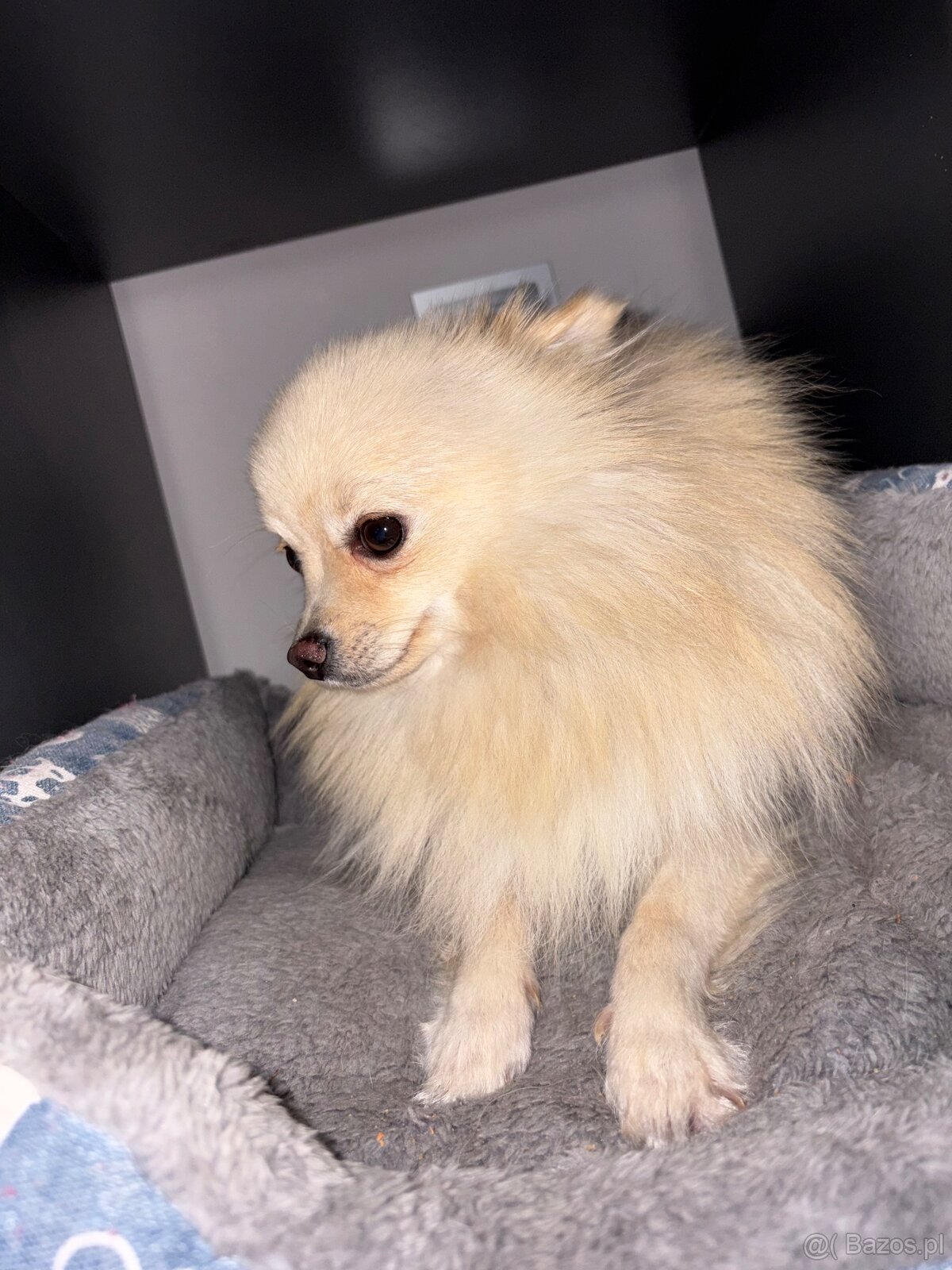 Szpic Miniaturowy - 3