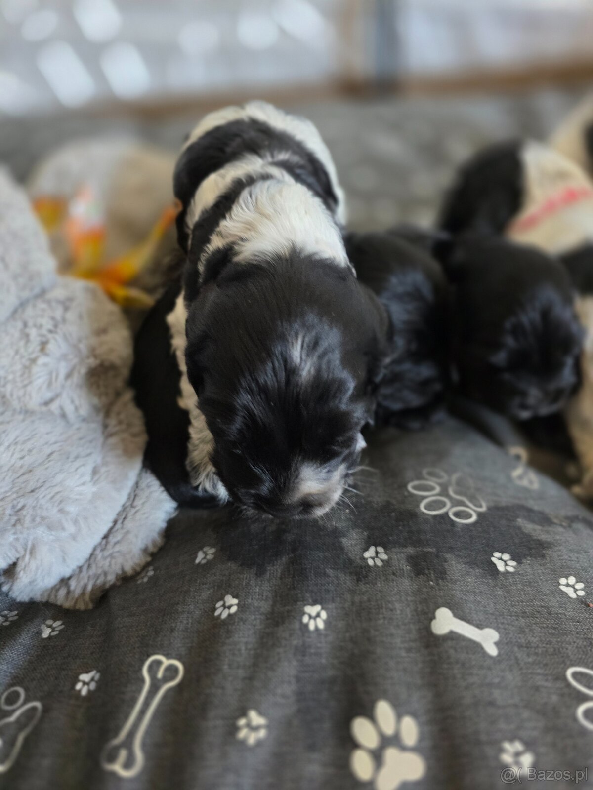Cocker spaniel angielski - 3