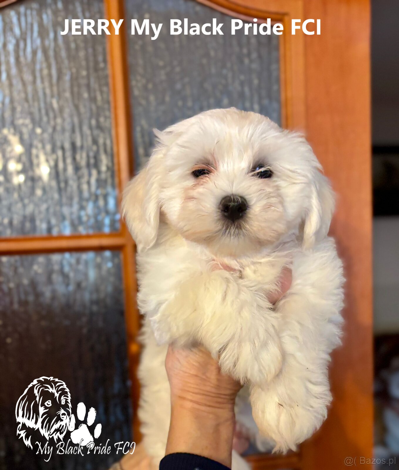 Maleńki Hawańczyk, który kocha od pierwszego spojrzenia - 3