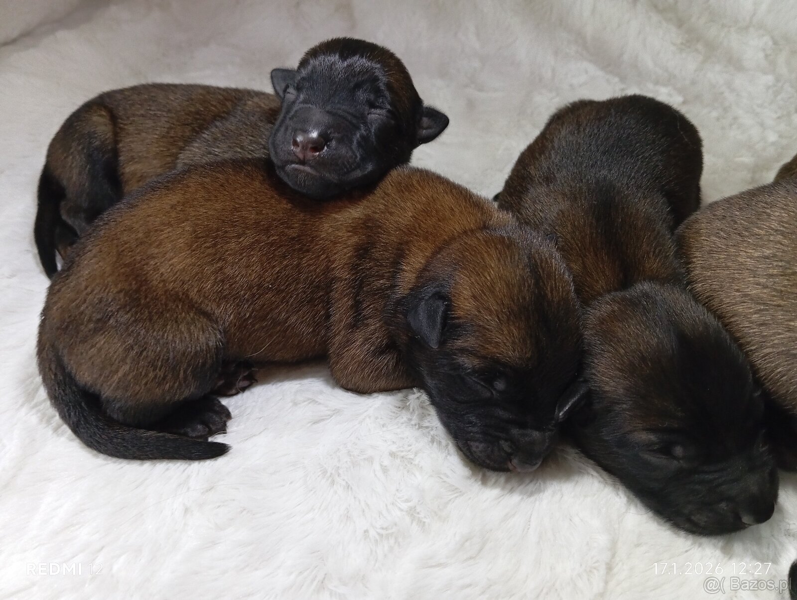 Owczarek belgijski z rodowodem - 3