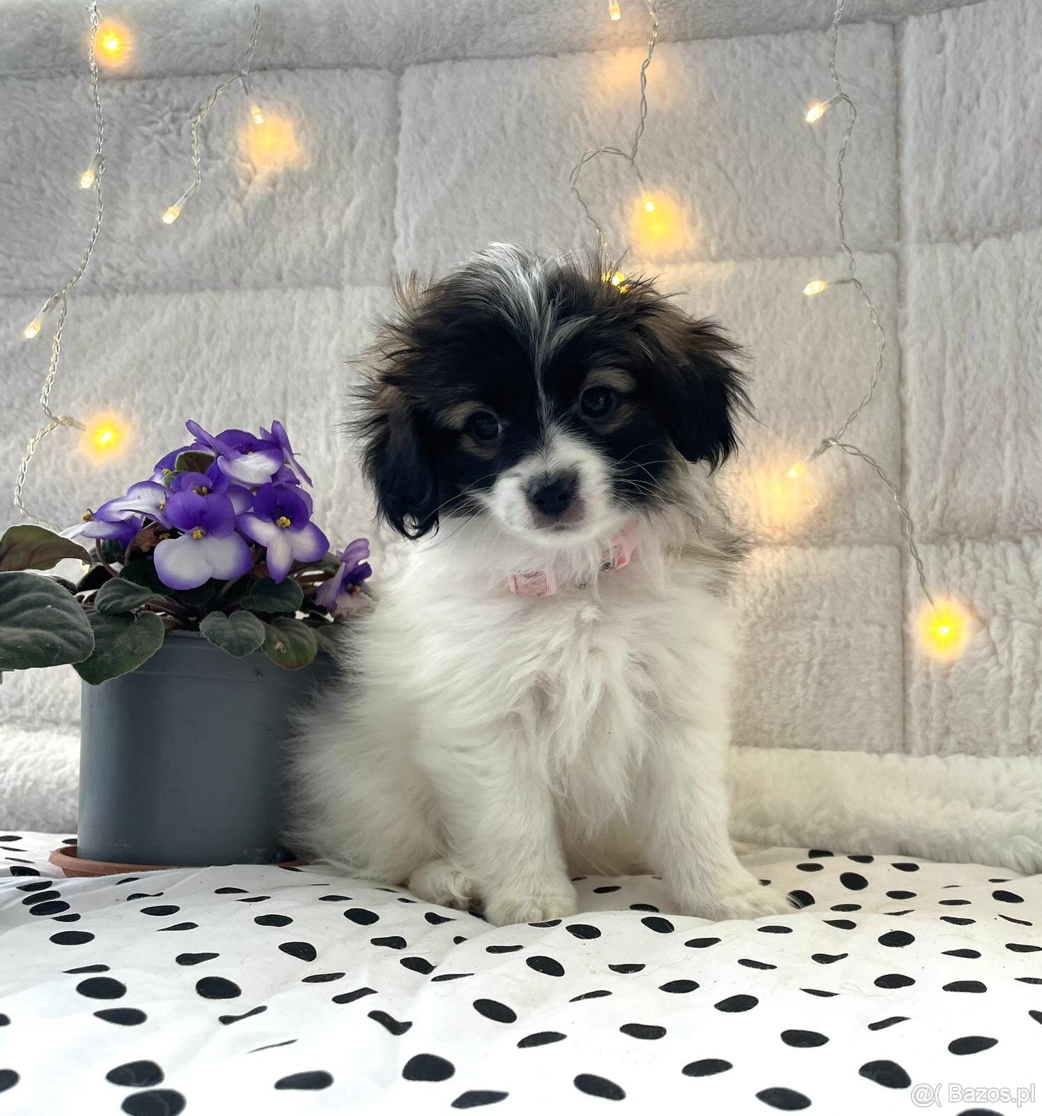 spaniel kontynentalny miniaturowy, phalene, nie papillon - 3