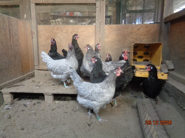 La Fleche-jaja legowe - 3