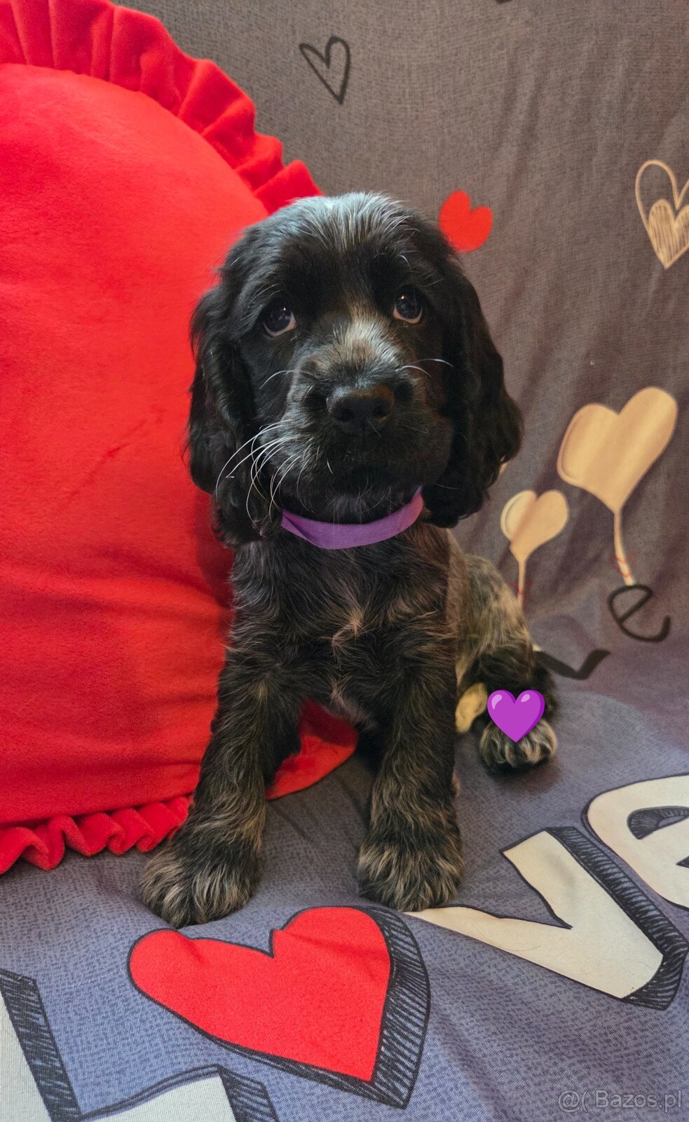 Coker Spaniel Angielski - 3