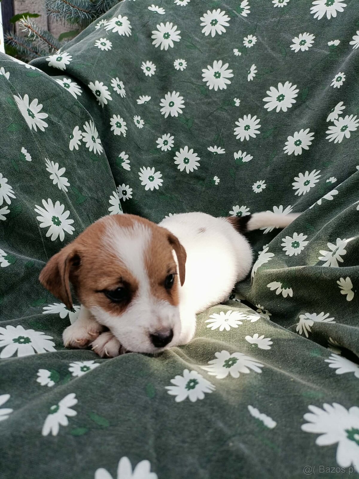 Jack Russell terrier JRT rodzice FCI - 3