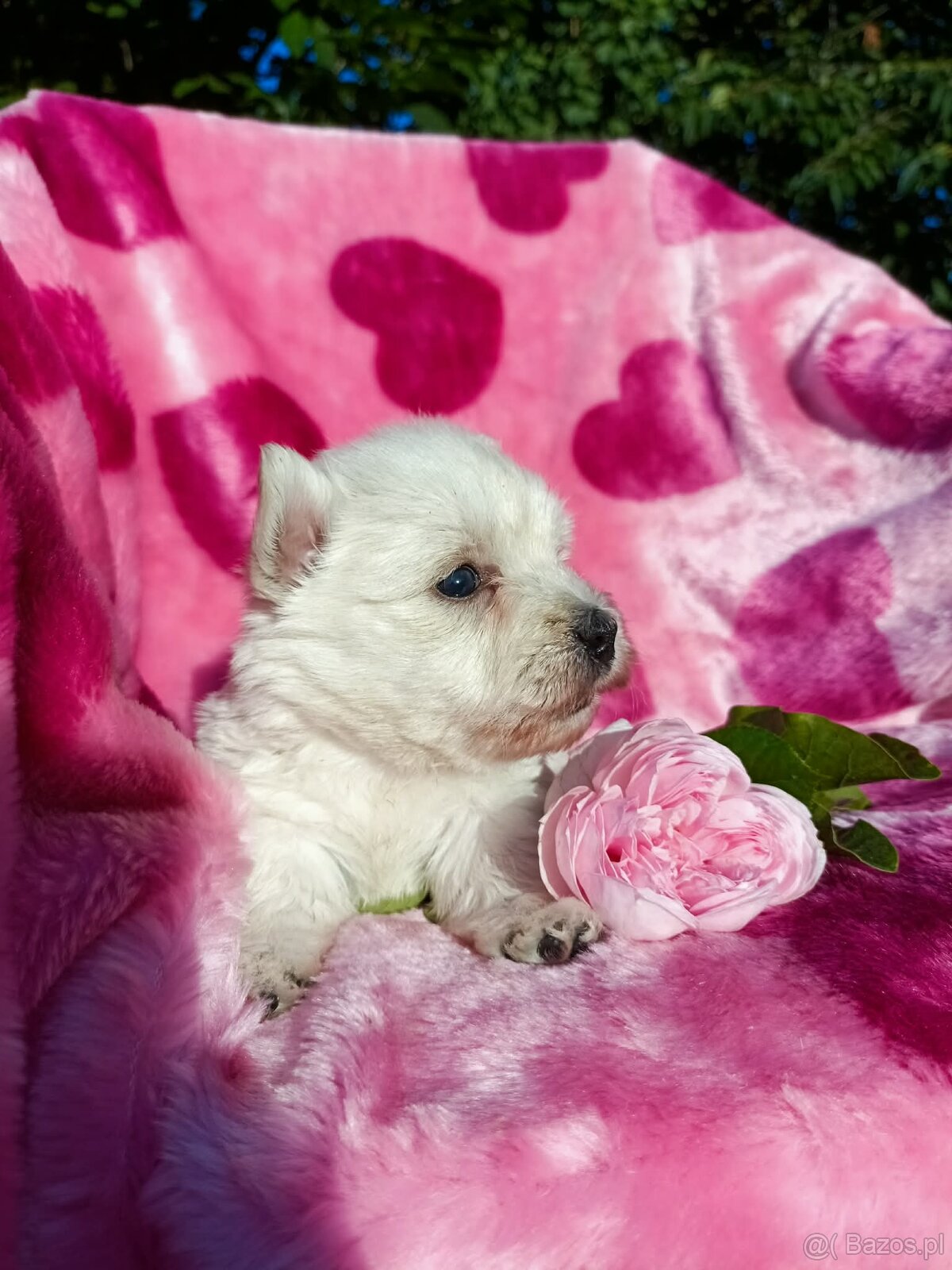 Wzorcowa suczka West highland white terrier ojciec FCI - 3