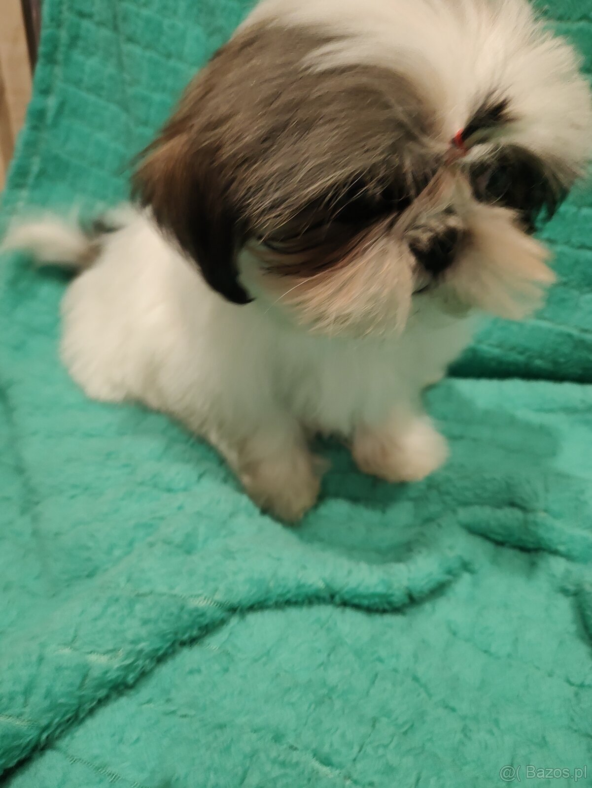 Shih tzu suczka - 3