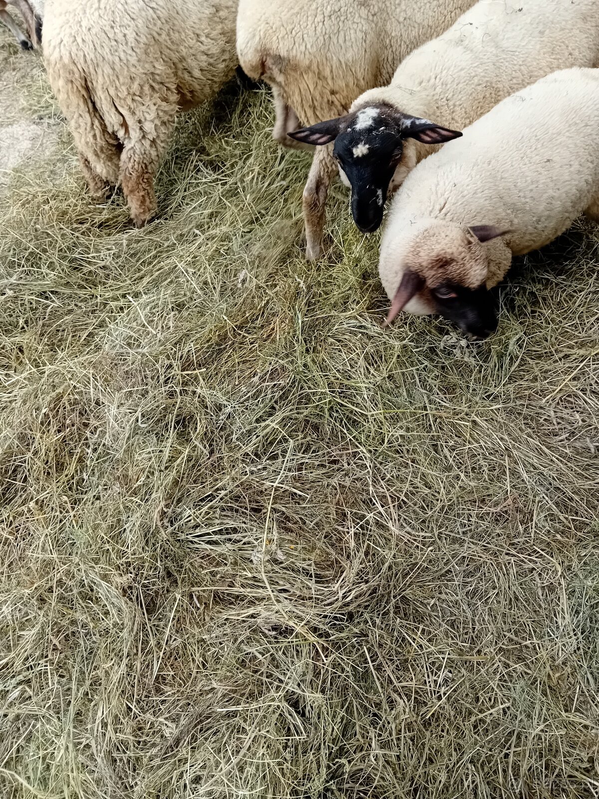 Baranki do Twojego ogródka - 3