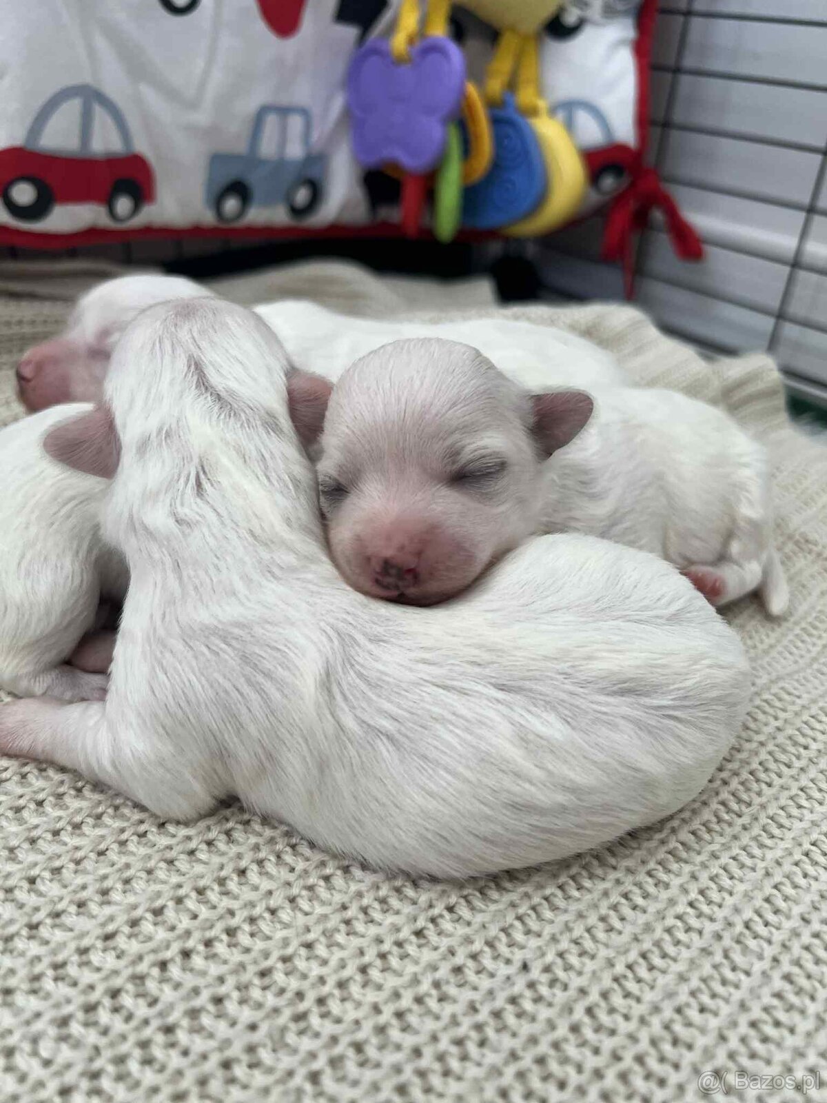 Maltańczyki z rodowodem - 3