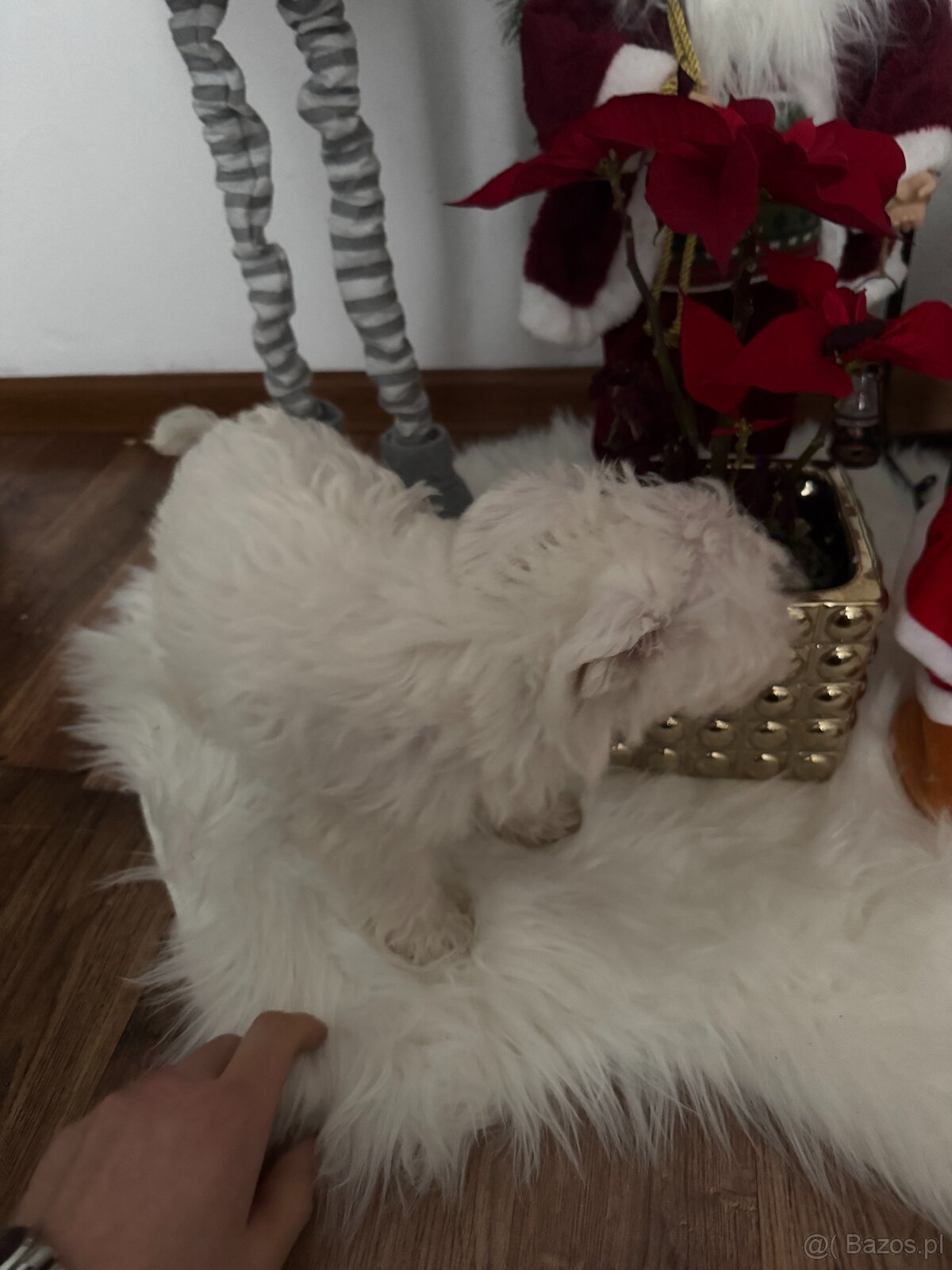 Szczeniaki – mix West Highland White - 3