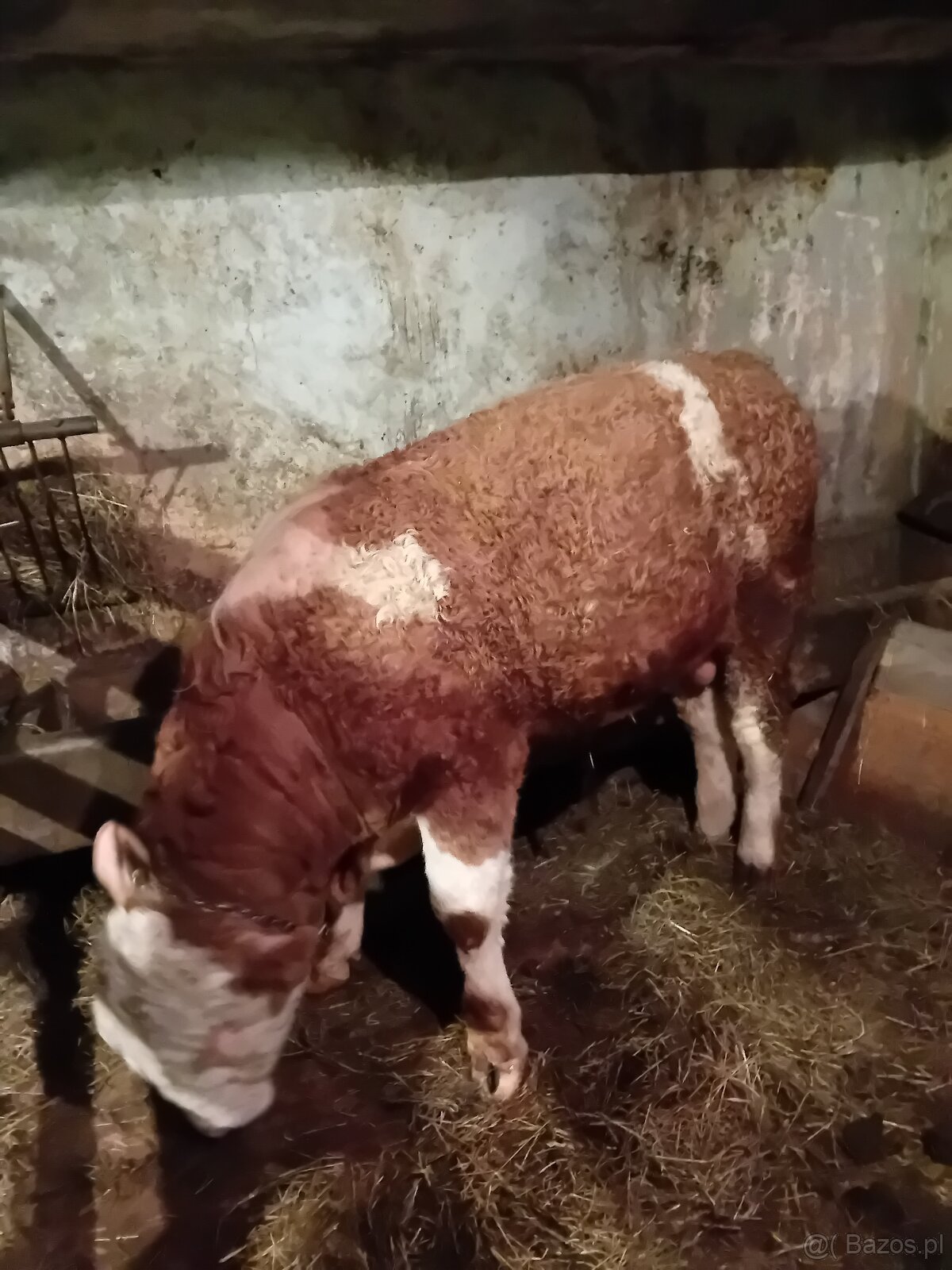 Sprzedam 2 ćwiartki byczka 8 miesięcznego - 3